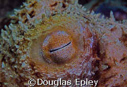octopus eye taken at scuba club cozumel on a night dive by Douglas Epley 
